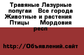 Травяные Лазурные попугаи - Все города Животные и растения » Птицы   . Мордовия респ.